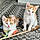 Peanut And Pumpkin