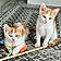 Peanut And Pumpkin