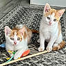 animal, carpet, cat, curious, cute, domestic, ears, feline, floor, indoor, kitten, mouse_toy, orange_and_white, pet, playful, sitting, tail, toy, whiskers, young