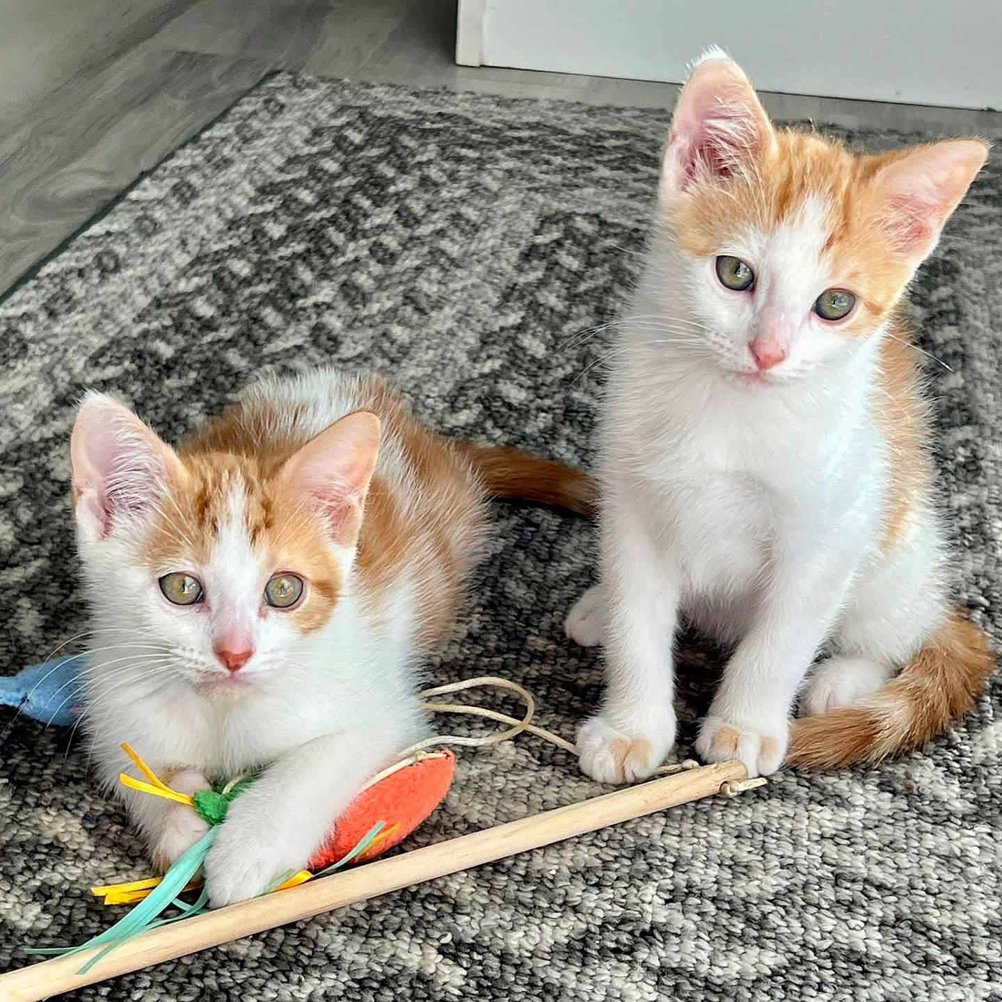 Peanut And Pumpkin