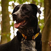 Jass participe au concours pour gagner de l'argent avec cette photo : dog, canine, black_dog, mixed_breed, portrait_shot, outdoor, forest, trees, bokeh, yellow_collar, collar, tongue_out, happy, panting, fur, close_up, standing, pet_portrait, domestic_animal, mammal