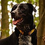 dog, canine, black_dog, mixed_breed, portrait_shot, outdoor, forest, trees, bokeh, yellow_collar, collar, tongue_out, happy, panting, fur, close_up, standing, pet_portrait, domestic_animal, mammal