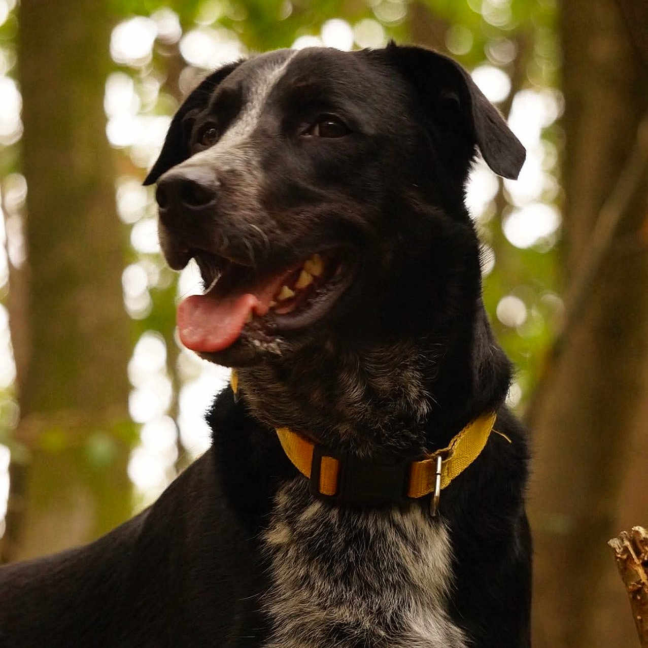 Jass participe au concours pour gagner de l'argent avec cette photo : black_dog, bokeh, canine, close_up, collar, dog, domestic_animal, forest, fur, happy, mammal, mixed_breed, outdoor, panting, pet_portrait, portrait_shot, standing, tongue_out, trees, yellow_collar