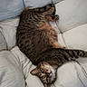 Tina a rejoint le concours — aidez-le/la à gagner de superbes lots ! cat, tabby_cat, furniture, cushion, chair, indoor, pet, animal, fur, relaxed, whiskers, looking, upside_down, cozy, striped, mammal, cute, soft, resting, domestic