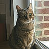 Tina participe au concours pour gagner de l'argent avec cette photo : cat, tabby, windowsill, window, brick_wall, indoor, pet, animal, feline, green_eyes, fur, striped, sitting, looking_outside, natural_light, cozy, domestic, whiskers, portrait, closeup