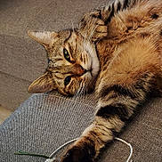 Tina a rejoint le concours — aidez-le/la à gagner de superbes lots ! cat, tabby, pet, animal, feline, paw, fur, whiskers, couch, gray, relaxed, sleepy, indoor, closeup, stretching, resting, cute, domestic, mammal, housepet