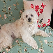 Toto participe au concours pour gagner de l'argent avec cette photo : dog, white_dog, fluffy, pet, couch, pillow, floral_pattern, indoor, relaxed, animal, home, decor, cute, companion, laying_down, cozy, fur, portrait, domestic, resting
