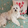 dog, white_dog, fluffy, pet, couch, pillow, floral_pattern, indoor, relaxed, animal, home, decor, cute, companion, laying_down, cozy, fur, portrait, domestic, resting
