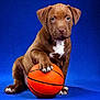 puppy, dog, basketball, blue_background, brown_dog, paw, cute, pet, animal, studio_photo, playing, young_dog, sports, orange_ball, portrait, sitting, looking_at_camera, indoor, mammal, adorable