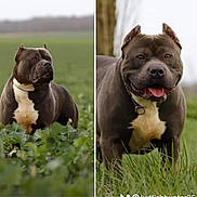 Narco participe au concours pour gagner de l'argent avec cette photo : animal, brown_dog, canine, collar, dog, ears_cropped, field, grass, happy, muscular, nature, outdoor, pet, pitbull, portrait, smiling, split_screen, tongue_out, two_images, white_chest