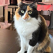 Lala joined the competition — help win amazing prizes! cat, calico_cat, pet, animal, feline, fluffy, long_hair, white_fur, black_fur, orange_fur, green_eyes, whiskers, ears, sitting, portrait, indoors, home, cat_tree, furniture, closeup