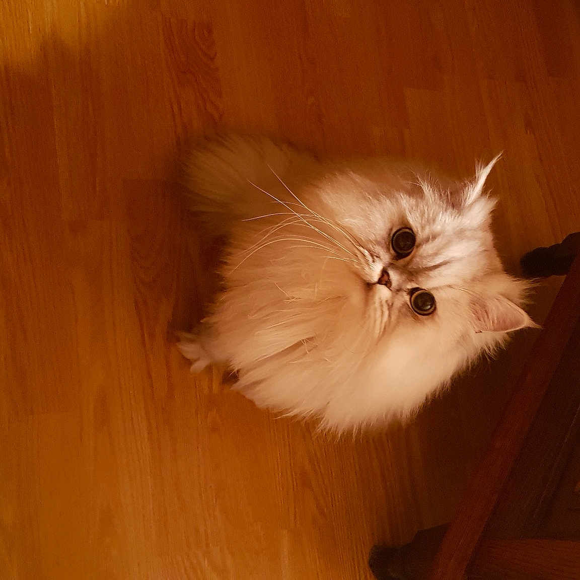 Cyrus
