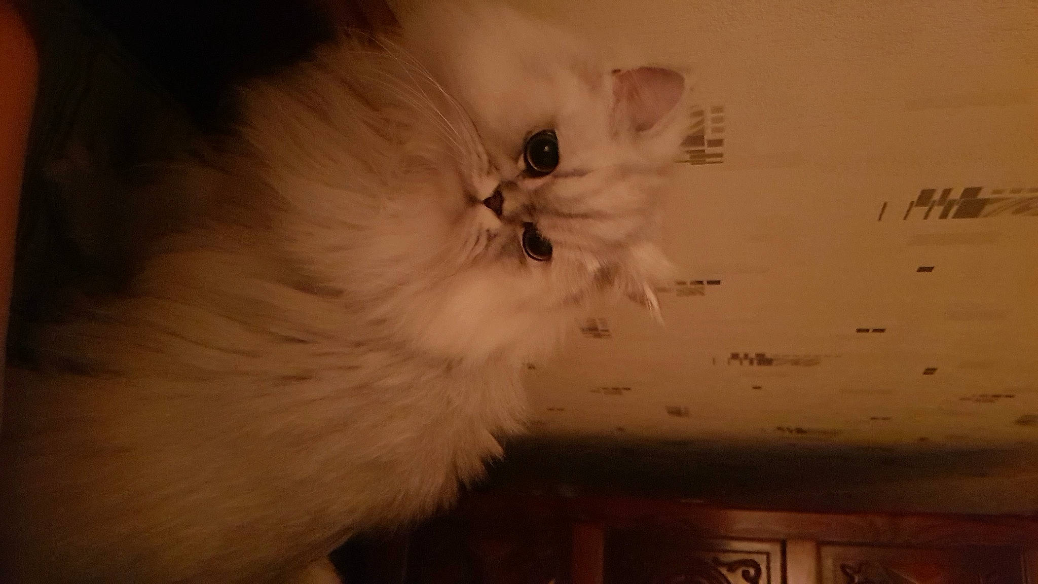 Cyrus participe au concours pour gagner de l'argent avec cette photo : beige, british_semi_longhair, carnivore, cat, fawn, felidae, fur, napoleon_cat, peach, persian, small_to_medium_sized_cats, snout, whiskers