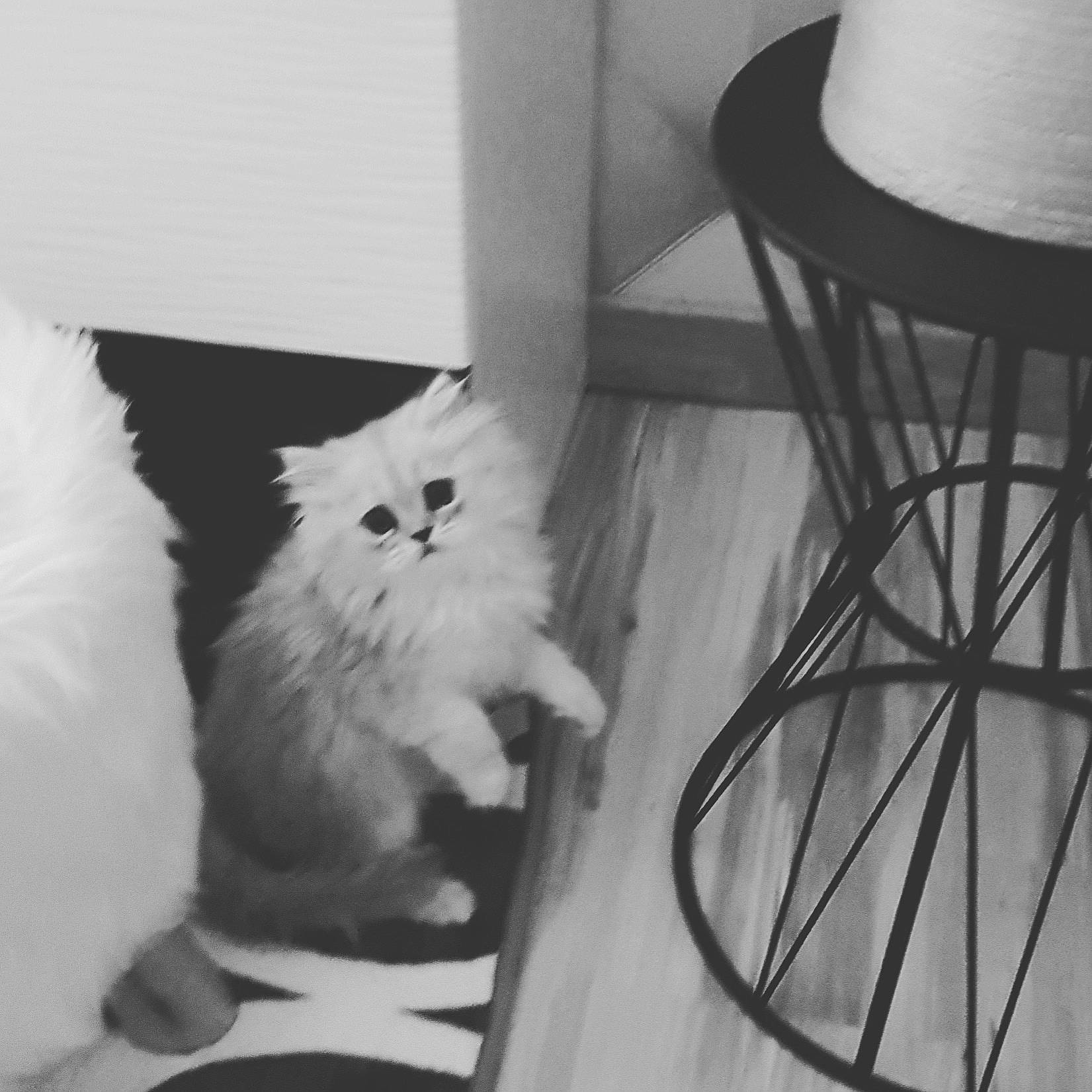 Cyrus a rejoint le concours — aidez-le/la à gagner de superbes lots ! carnivore, cat, domestic_long_haired_cat, end_table, felidae, fur, lampshade, lighting_accessory, small_to_medium_sized_cats, stool, whiskers