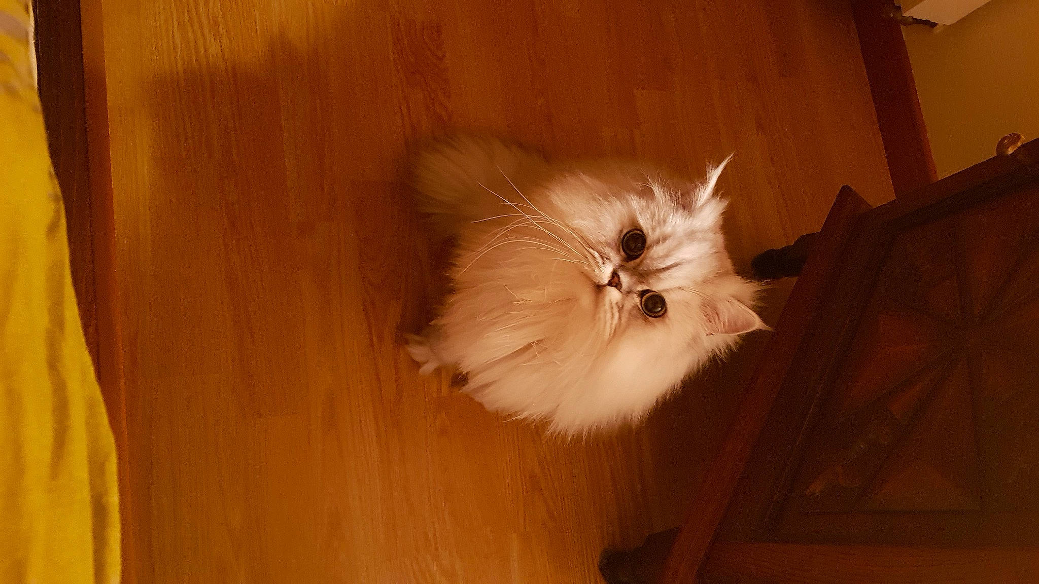 Cyrus a rejoint le concours — aidez-le/la à gagner de superbes lots ! carnivore, cat, fawn, felidae, fur, hardwood, laminate_flooring, plywood, small_to_medium_sized_cats, tan, varnish, whiskers, wood, wood_flooring, wood_stain