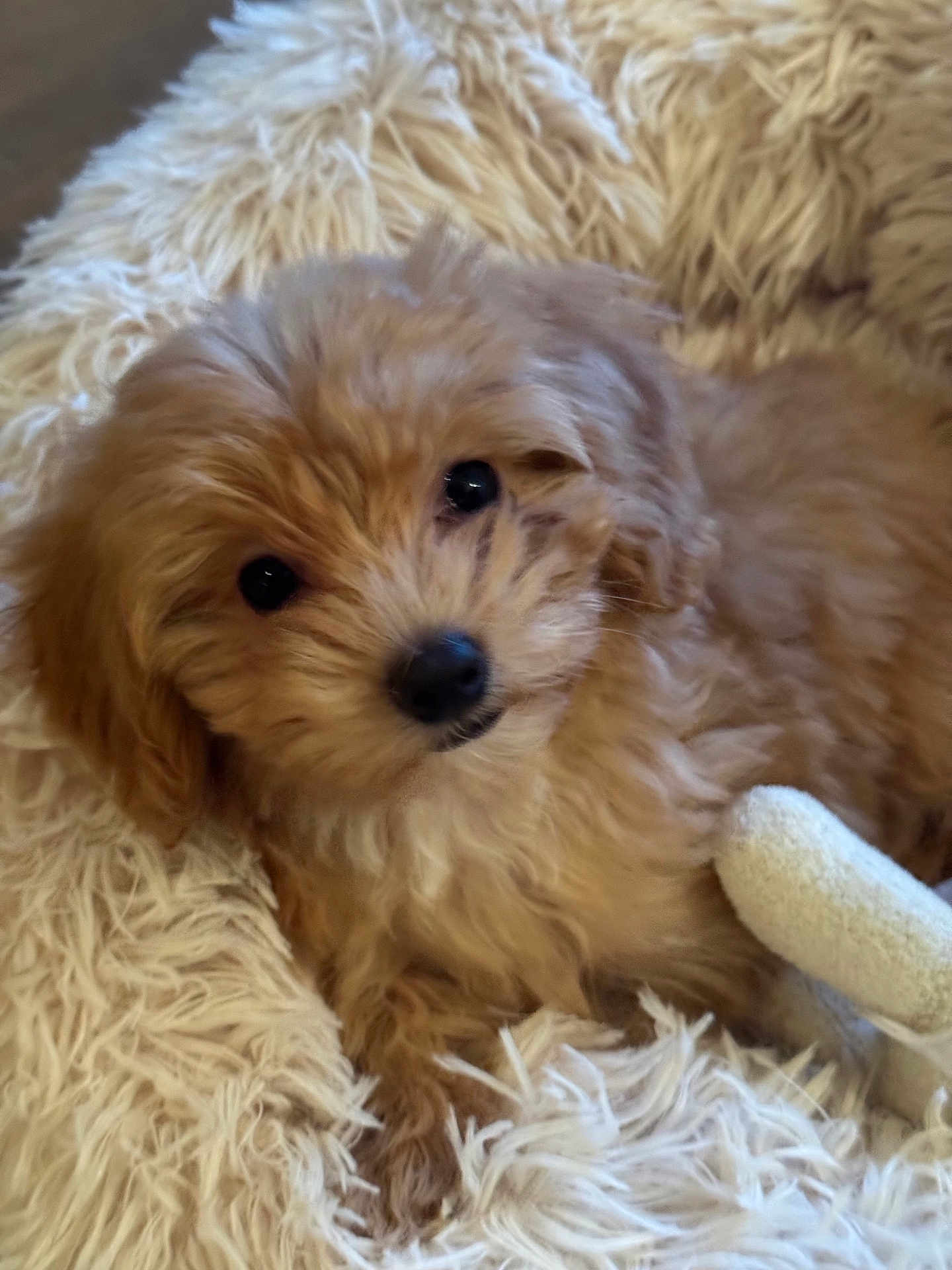 Canelle a rejoint le concours — aidez-le/la à gagner de superbes lots ! puppy, dog, fluffy, cute, pet, animal, blanket, soft, cozy, fur, indoor, closeup, adorable, lying_down, small_dog, light_brown, toy, resting, companion, young