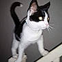 cat, black_and_white, animal, pet, indoor, staircase, railing, curious, whiskers, fur, tail, four_legs, domestic, mammal, climbing, balanced, side_view, alert, close_up, feline