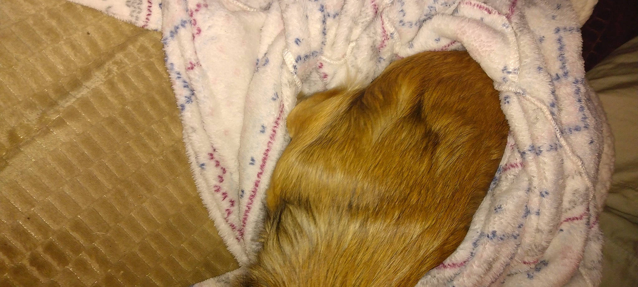 Mis Mia is registered to the contest to win money with this photo: canidae, carnivore, comfort, companion_dog, dog, dog_breed, fawn, felidae, fur, linens, liver, nap, paw, small_to_medium_sized_cats, snout, sporting_group, tail, whiskers, wood, working_animal