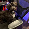dog, black_dog, white_fur, pet, office_chair, mesh_chair, indoor, flooring, wood_floor, led_lights, technology, computer_setup, furniture, animal, cute, curious, sitting, collar, tag, closeup