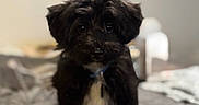 Charlie is registered to the contest to win money with this photo: adorable, animal, bed, black_dog, collar, companion, cozy, cute, dog, domestic_animal, fluffy, fur, indoor, looking_at_camera, pet, portrait, puppy, small_dog, white_chest, young_dog