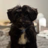 Charlie is registered to the contest to win money with this photo: puppy, dog, black_dog, white_chest, bed, indoor, pet, cute, fur, animal, portrait, young_dog, collar, looking_at_camera, small_dog, fluffy, adorable, domestic_animal, companion, cozy