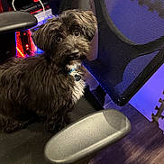 Charlie joined the competition — help win amazing prizes! dog, black_dog, fluffy, pet, indoor, office_chair, mesh_chair, looking_up, collar, wood_floor, led_lights, technology, furniture, cute, animal, companion, home, flooring, adorable, small_dog