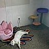 cat, white_cat, pet_bed, pink_bed, cat_tree, carpet, colorful_rug, butterfly_rug, indoor, wall_outlet, power_cord, relaxed, pet, animal, floor, corner, room, furniture, cozy, resting