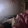 Snow joined the competition — help win amazing prizes! cat, white_cat, bed, blanket, pink_blanket, indoor, window, sun_decoration, relaxing, feline, pet, cozy, resting, soft_light, dark_room, animal, domestic_cat, fur, ear, whiskers