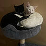 Snow is registered to the contest to win money with this photo: cat, cats, black_cat, white_cat, cat_perch, pet, animal, indoor, cozy, snuggling, feline, fur, cute, resting, sleepy, companion, cat_tree, warm_lighting, brown_background, cuddle