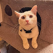 Snow joined the competition — help win amazing prizes! cat, white_cat, pet, indoor, cat_condo, carpeted, curious, close_up, whiskers, ears, paws, collar, bell, window, sunlight, furniture, cozy, animal, cute, domestic_cat