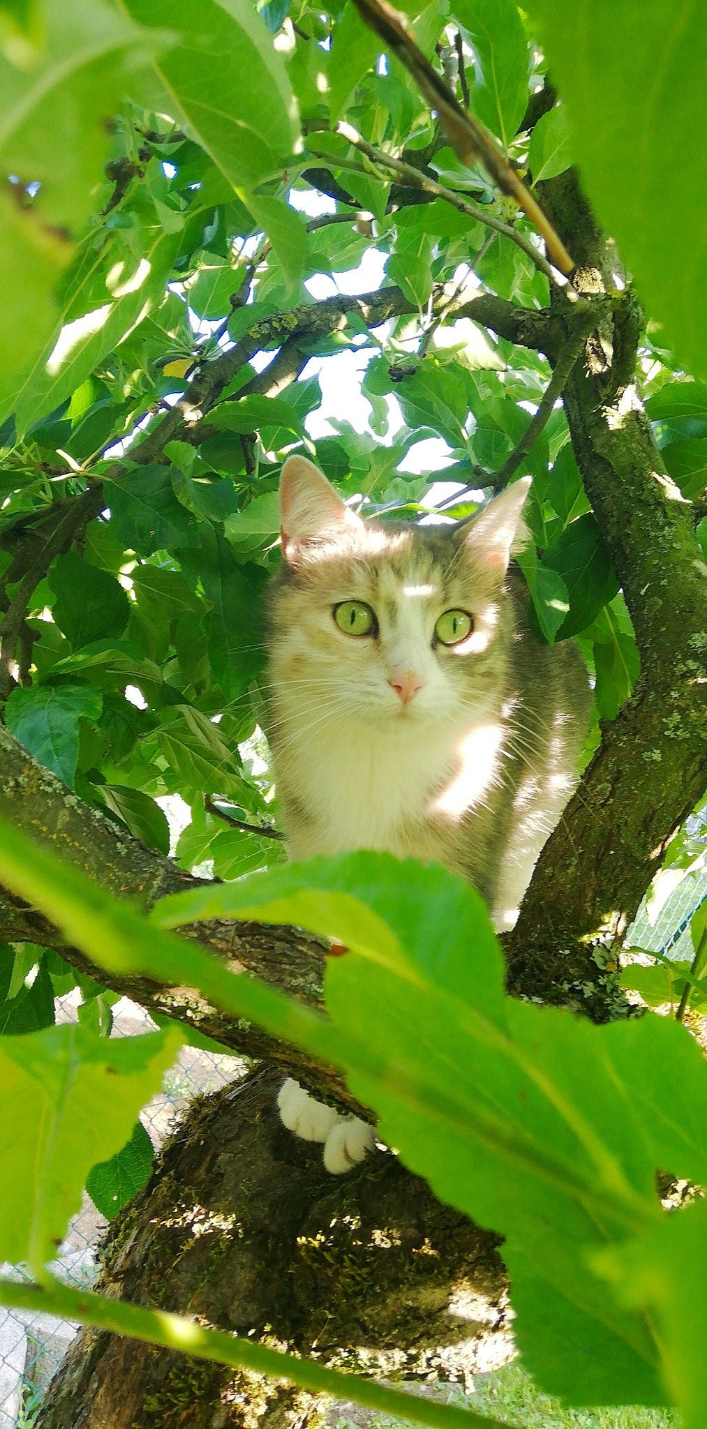 Vaïana a rejoint le concours — aidez-le/la à gagner de superbes lots ! branch, carnivore, cat, domestic_short_haired_cat, fawn, felidae, grass, jungle, plant, plant_stem, small_to_medium_sized_cats, snout, sunlight, tail, terrestrial_plant, tree, trunk, twig, whiskers, wood