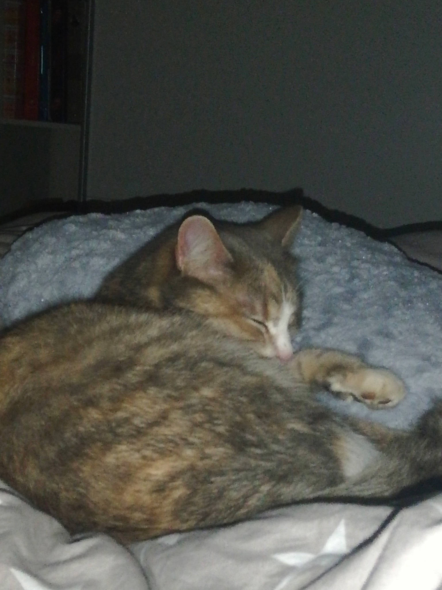 Vaïana a rejoint le concours — aidez-le/la à gagner de superbes lots ! carnivore, cat, cat_bed, comfort, domestic_short_haired_cat, fawn, felidae, fur, grey, linens, nap, room, sleep, small_to_medium_sized_cats, snout, tail, terrestrial_animal, whiskers