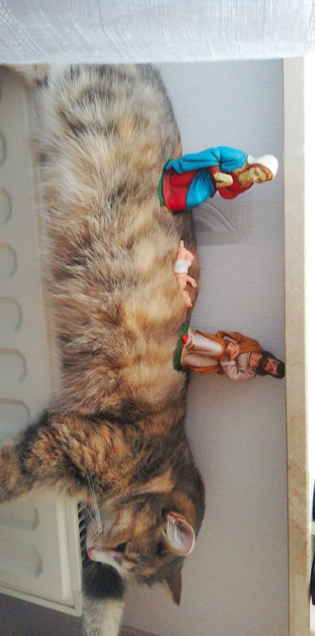 Vaïana a rejoint le concours — aidez-le/la à gagner de superbes lots ! carnivore, cat, claw, comfort, domestic_short_haired_cat, fawn, felidae, foot, fur, gesture, human_leg, lap, nap, paw, sitting, small_to_medium_sized_cats, snout, tail, terrestrial_animal, whiskers