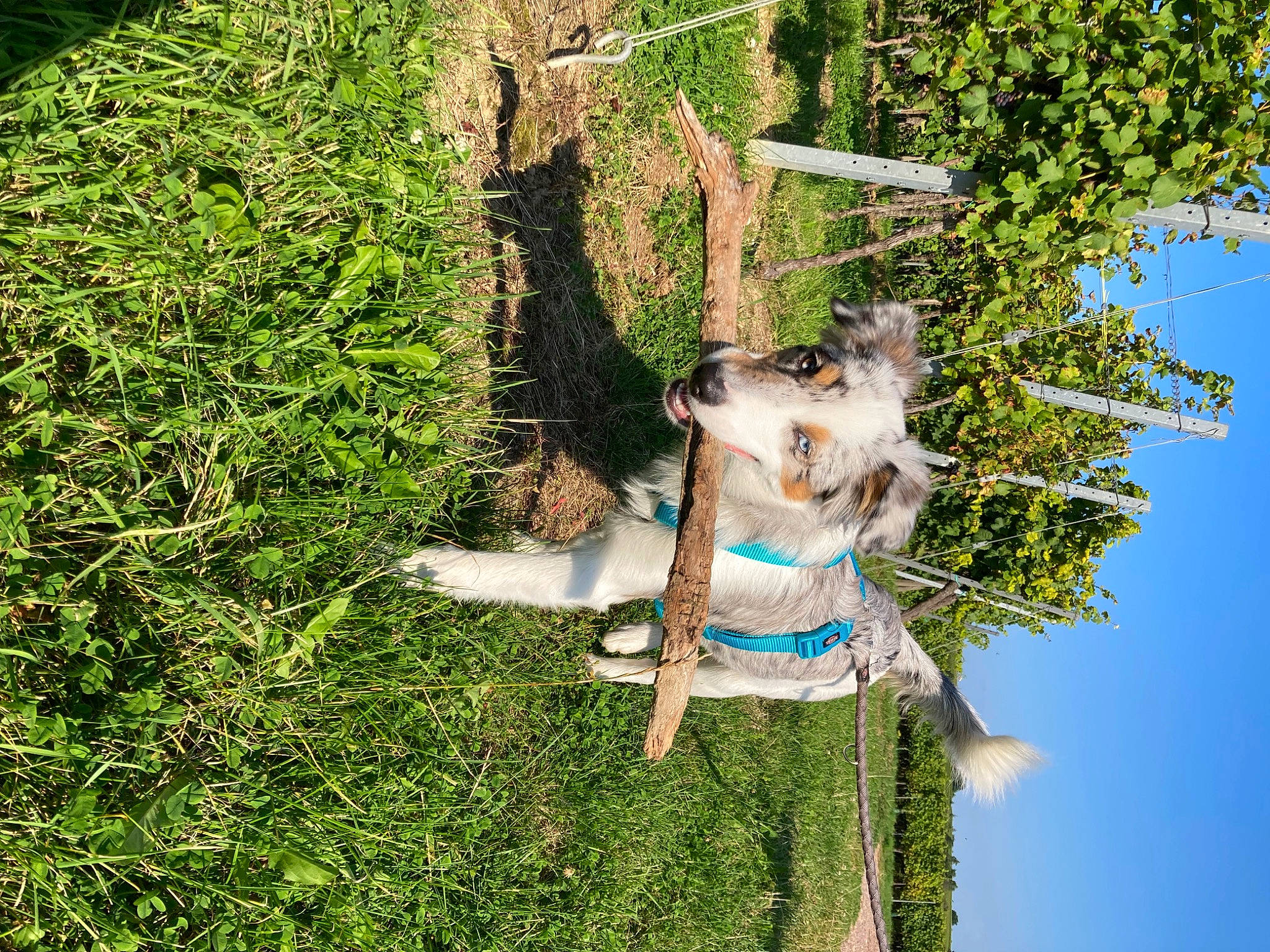 Maya participe au concours pour gagner de l'argent avec cette photo : botany, grass, grass_family, groundcover, landscape, leisure, nature, plant, shrub, sky, soil, tree, vegetation, water