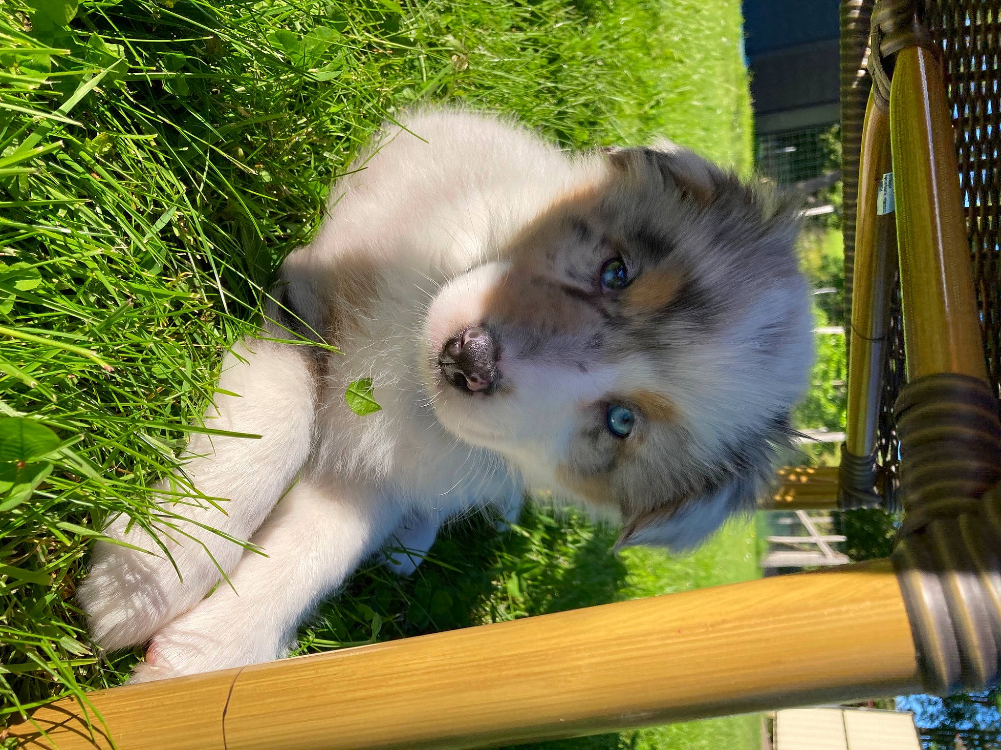 Maya participe au concours pour gagner de l'argent avec cette photo : balinese, carnivore, cat, companion_dog, dog_breed, fawn, felidae, fur, grass, mammal, plant, small_to_medium_sized_cats, snout, sporting_group, tail, terrestrial_animal, tree, whiskers, wildlife, wood