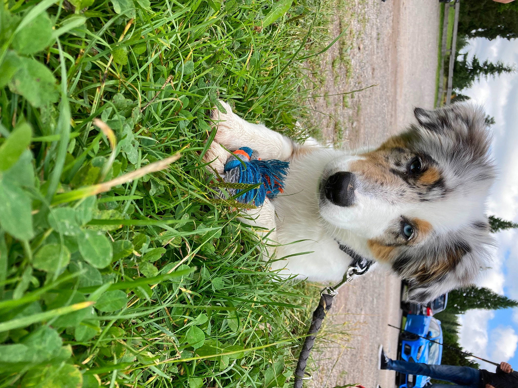 Maya a rejoint le concours — aidez-le/la à gagner de superbes lots ! art, canidae, carnivore, companion_dog, dog, dog_breed, fur, grass, groundcover, herb, herbaceous_plant, herding_dog, plant, sporting_group, tree, working_dog