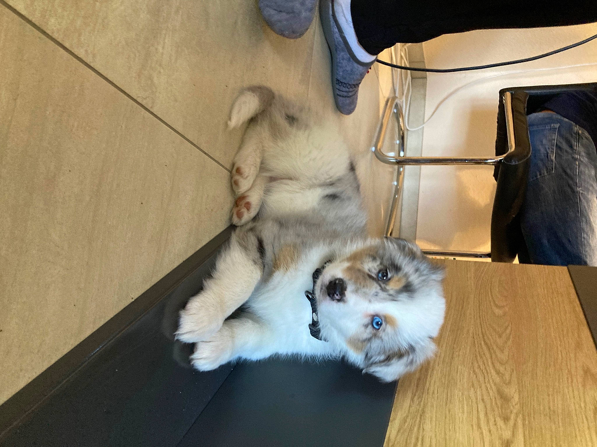 Maya participe au concours pour gagner de l'argent avec cette photo : carnivore, cat, claw, companion_dog, dog_breed, domestic_short_haired_cat, fawn, felidae, flooring, fur, hardwood, paw, small_to_medium_sized_cats, snout, spitz, table, tail, whiskers, wildlife, wood