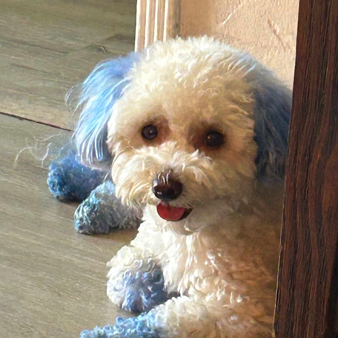Nino Brown joined the competition — help win amazing prizes! animal, blue_dyed_fur, curious, curly_fur, cute, dog, ears, floor, fur_color, furniture, house, indoor, lying_down, paw, pet, relaxed, small_dog, tongue_out, white_dog, wooden_floor