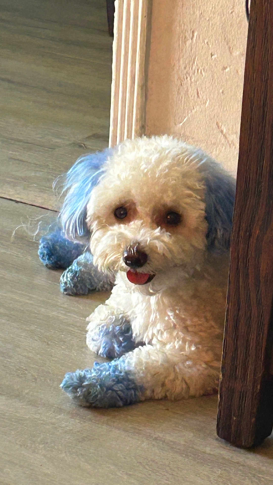 Nino Brown joined the competition — help win amazing prizes! dog, white_dog, blue_dyed_fur, curly_fur, pet, indoor, floor, wooden_floor, animal, cute, small_dog, tongue_out, fur_color, relaxed, curious, house, furniture, paw, ears, lying_down