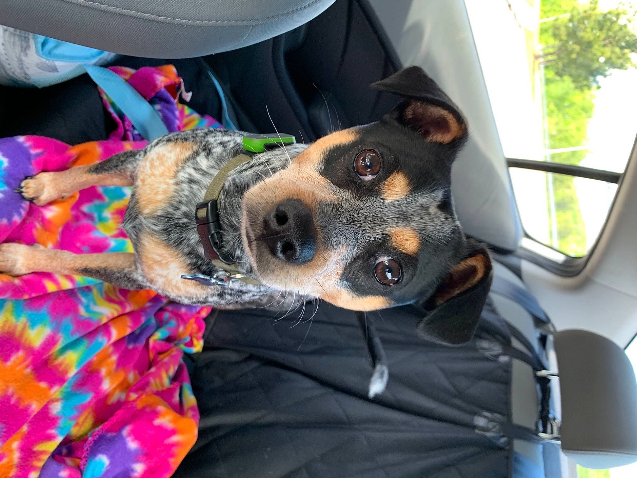 Grayson joined the competition — help win amazing prizes! canidae, carnivore, collar, companion_dog, dog, dog_breed, dog_clothes, dog_collar, dog_supply, fashion_accessory, fawn, fur, leash, snout, sporting_group, sun_hat, toy_dog, tree, vehicle, working_animal