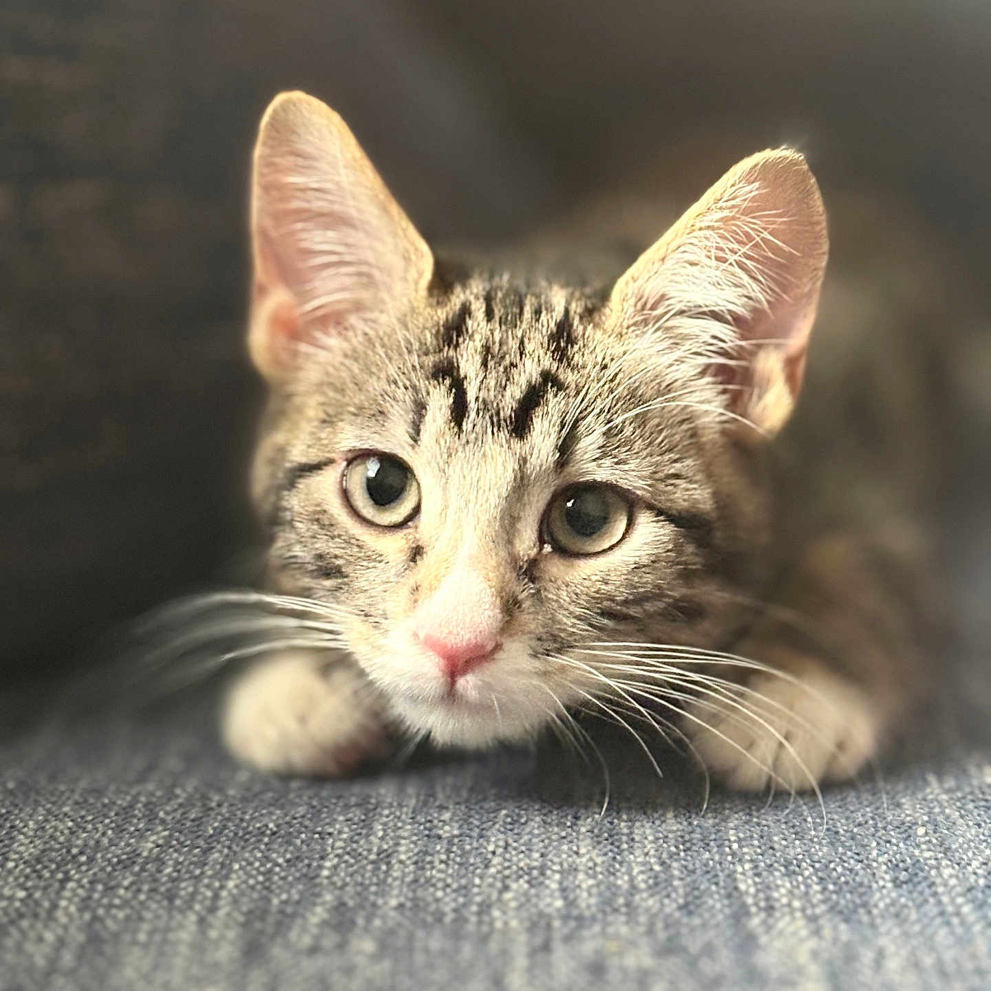 Cosmo