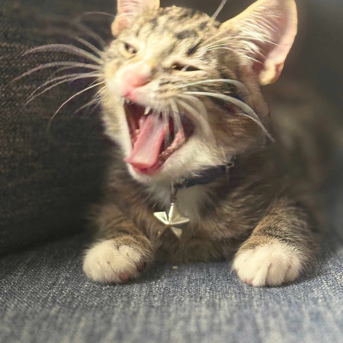 Cosmo