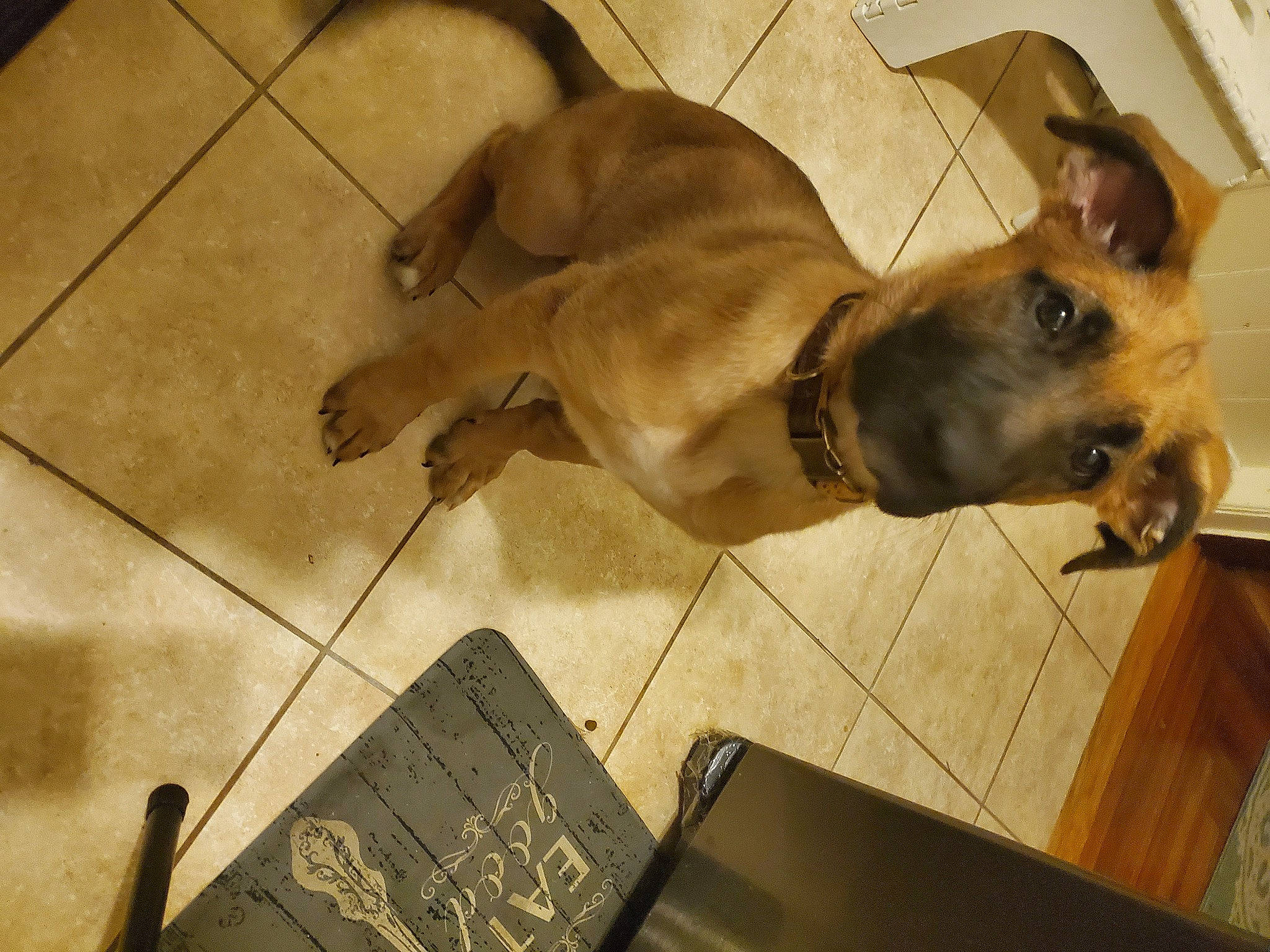 Champion is registered to the contest to win money with this photo: black_mouth_cur, canidae, carnivore, dog, dog_breed, fawn, floor, flooring, mammal, snout