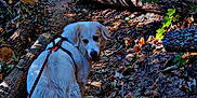 Stella is registered to the contest to win money with this photo: dog, leash, forest, trail, fallen_leaves, autumn, tree, log, nature, outdoor, canine, walking, path, woodland, pet, fur, leaf_litter, sunlight, shadow, scenery