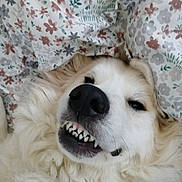 Stella joined the competition — help win amazing prizes! dog, white_dog, teeth, snarl, grin, fluffy, pet, close_up, animal, lying_down, blanket, floral_pattern, fur, nose, mouth, canine, cute, sleepy, indoors, resting
