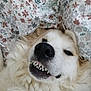 dog, white_dog, teeth, snarl, grin, fluffy, pet, close_up, animal, lying_down, blanket, floral_pattern, fur, nose, mouth, canine, cute, sleepy, indoors, resting