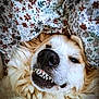 Stella is registered to the contest to win money with this photo: dog, canine, pet, smiling, teeth, fluffy, lying_down, blanket, floral_pattern, cozy, close_up, cute, fur, nostrils, whiskers, indoors, relaxed, sleepy, expression, portrait