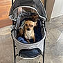 Dino participe au concours pour gagner de l'argent avec cette photo : dog, stroller, pet, indoor, floor, blanket, small_dog, brown_dog, canine, four_wheels, mesh_cover, tile_floor, animal, cute, companion, domestic_pet, two_dogs, looking, resting, cozy