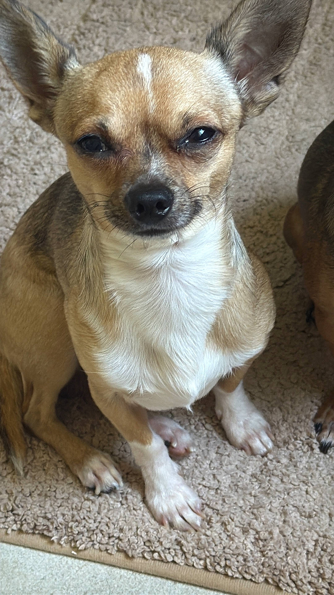 animal, carpet, close_up, companion, cute, dog, domestic_animal, ears_up, friendly, fur, indoor, looking_at_camera, mammal, paws, pet, sitting, small_dog, tan_dog, whiskers, white_chest