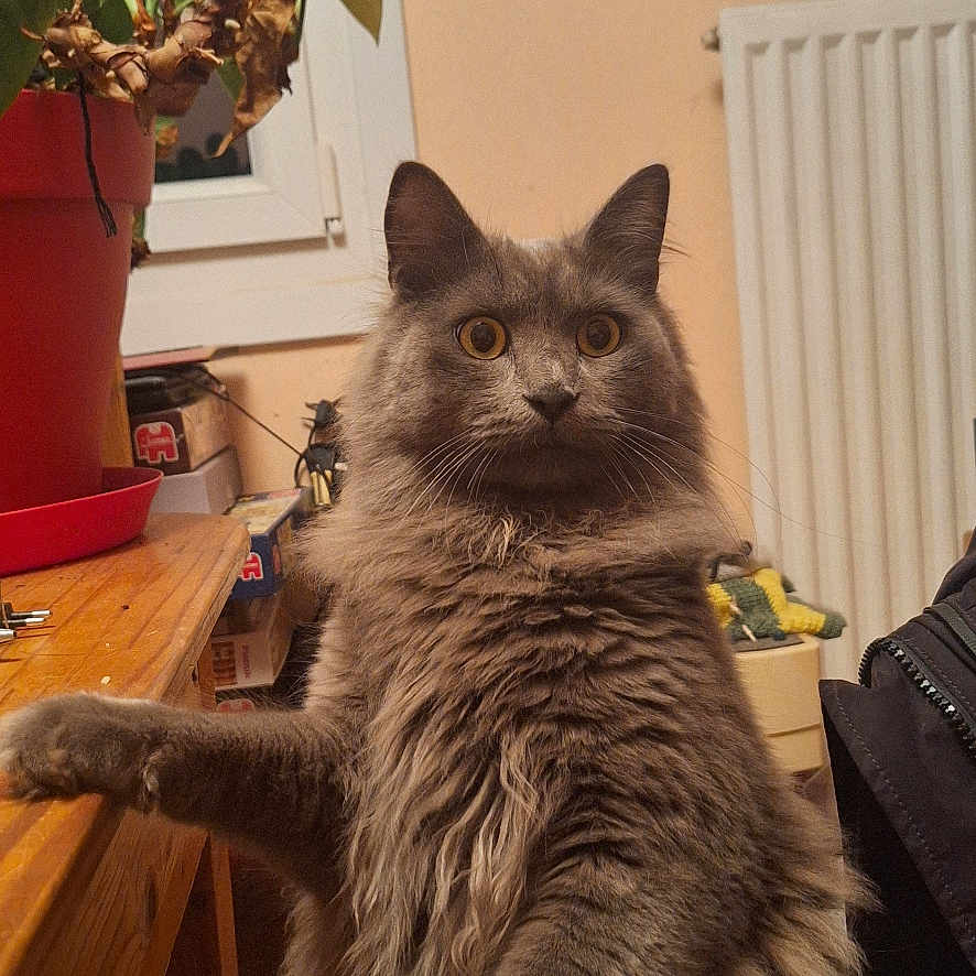 Yokai a rejoint le concours — aidez-le/la à gagner de superbes lots ! animal, cat, chair, cozy, curious_eyes, domestic_cat, feline, fluffy_cat, fur, gray_cat, houseplant, indoor, paw, pet, potted_plant, radiator, sitting, whiskers, window, wooden_table